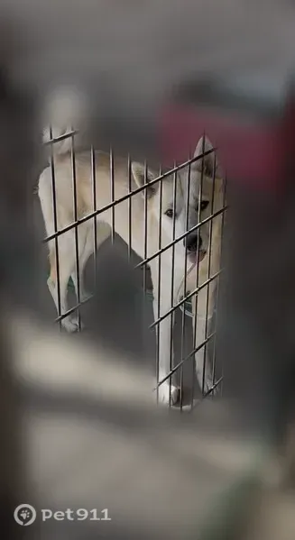 Lost dog, North 39th Drive, 3128, Phoenix — female Golden Husky named Luna - photo