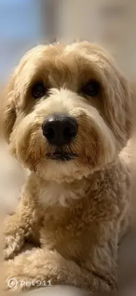 Lost male dog, Mariemont Avenue, 6617, Cincinnati — skittish gold mini Labradoodle - photo