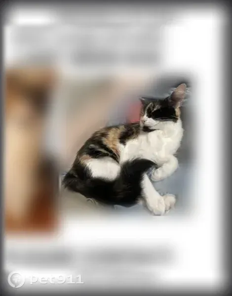 Lost cat, Cochran Avenue, 433, Los Angeles — small female tortoiseshell - photo