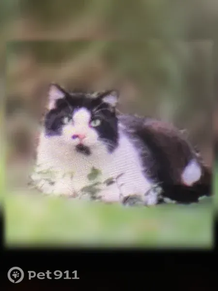 Found cat, Camp Indianhead Road, 2005, Land O' Lakes — timid with distinctive neck and nose markings - photo