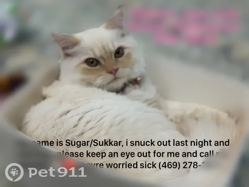 Lost cat, Tucker's Place, 6002, Rowlett — female with a fluffy white coat - photo