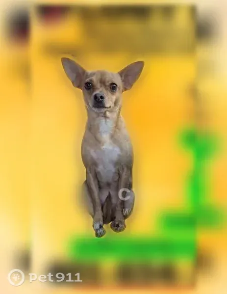 Lost female dog, Sterling, Connecticut, East Providence — tan Chihuahua, limping on front right leg - photo