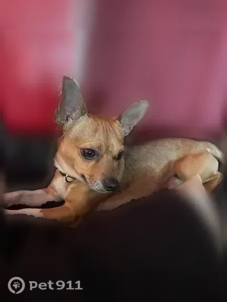 Lost dog, Sioux Swamp Road, 200, Conway — male brown Chihuahua with a bent tail tip - photo