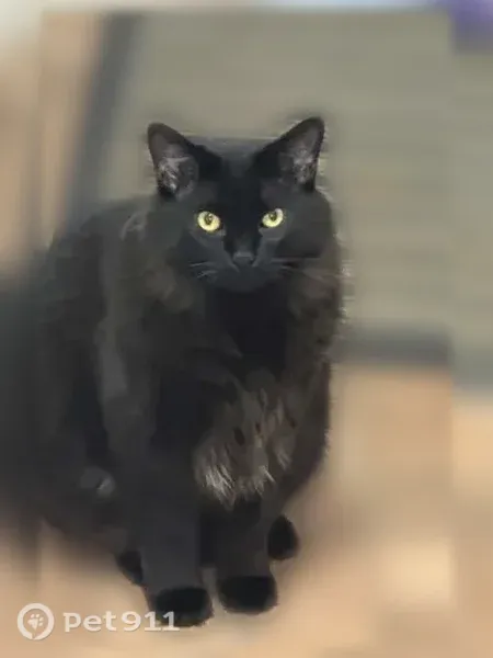 Lost cat, Canton Township, MI, USA, Plymouth — male, long-haired black cat - photo