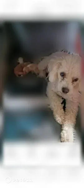 Lost dog, Brazos Drive, 210, Sunland Park — female, white fur - photo
