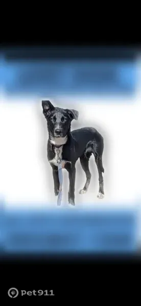 Lost male dog, Northeast Tanasbourne Drive, Hillsboro — black Border Collie mix - photo