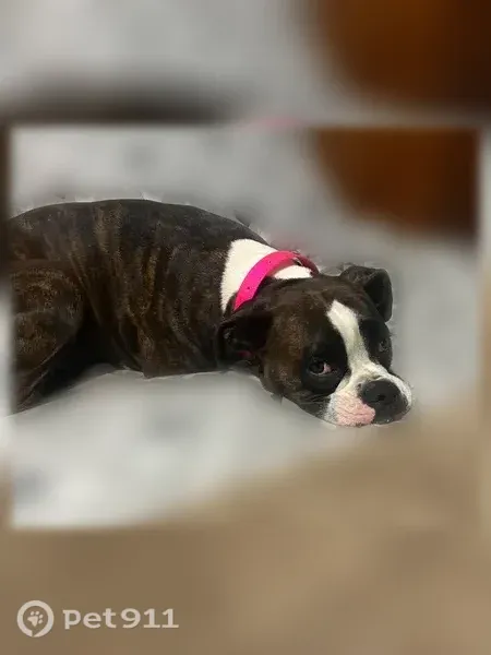 Lost female dog, Kerri Lane East, 323, Boaz — brindle-and-white coat - photo