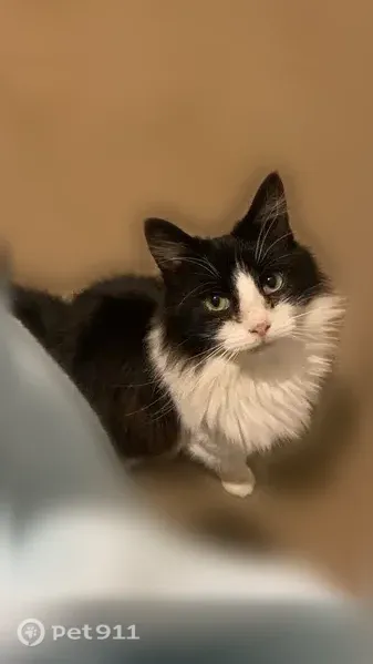 Lost cat, Minerva Lane, 3208, Little Rock — black and white with green eyes - photo