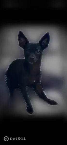 Lost dog, East Worthsville Road, Greenwood, Indianapolis — male with pointy black ears - photo