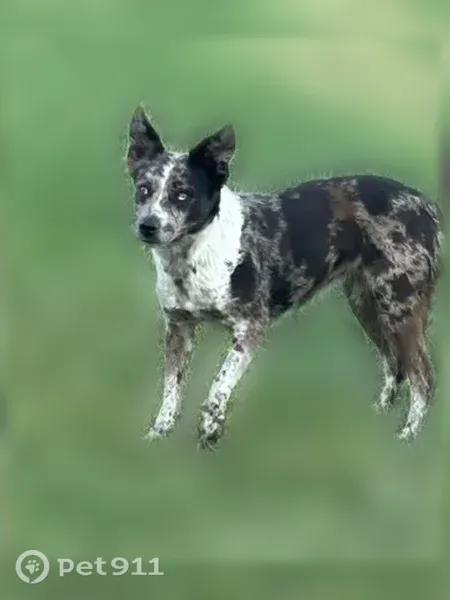 Lost dog, Weldon Drive, 383, Waco — female - photo