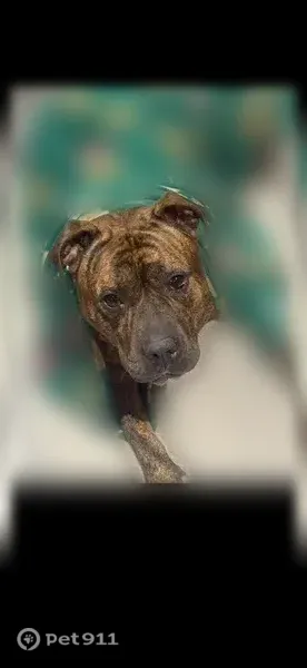 Lost dog, South Forest Circle, 16, West Haven — large brown male dog chased a deer - photo