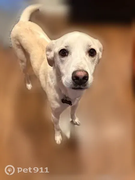 Lost dog, Little Pigeon Court, 1304, Lexington — female, friendly, purple collar - photo