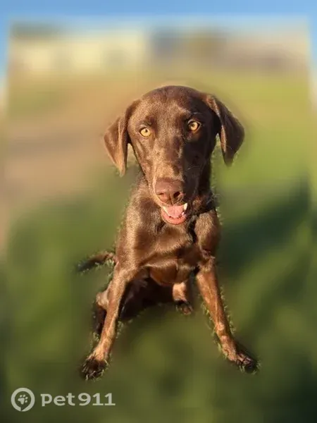 Lost female dog, Albers Road, 2967, Modesto — chocolate Lab - photo