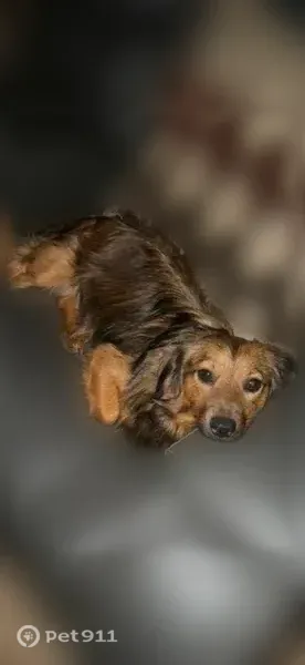 Lost dog, Nectar Place, 1703, Dallas — male with a grey flea collar - photo