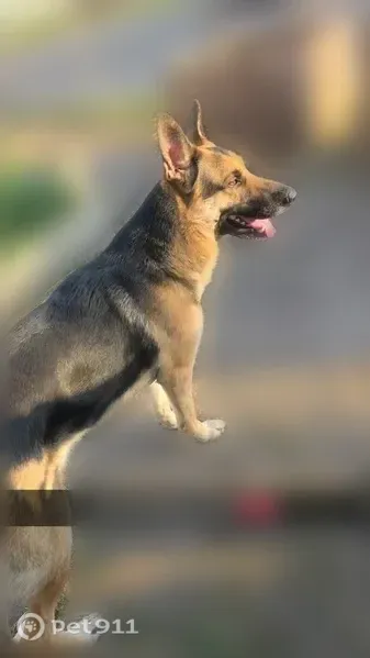 Lost dog, South Dorset Road, 1001, Troy — brown and black German Shepherd - photo