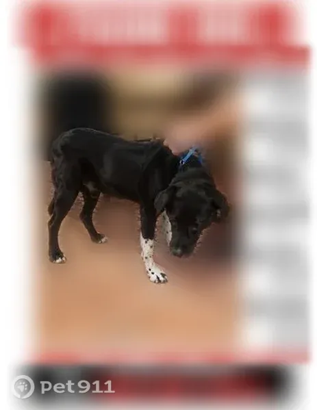 Found male dog, North Desert Flower Drive, 11095, Tucson — white-speckled legs - photo