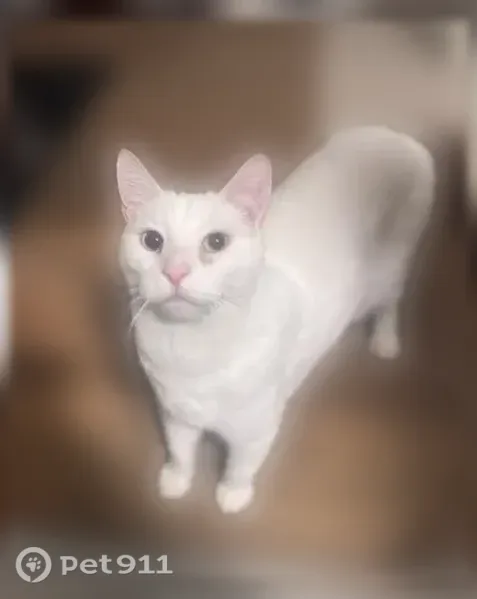 Lost male cat, Mansion Road, 406, Wilmington — one blue and one green eye - photo