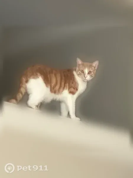 Lost cat, Valley Falls Drive, 16802, Little Rock — skittish indoor male cat - photo