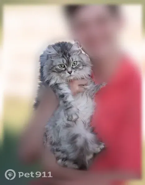 Lost cat, Lucy Court, 10709, Union, Cynthiana — grey-and-white long-haired Siberian cat - photo