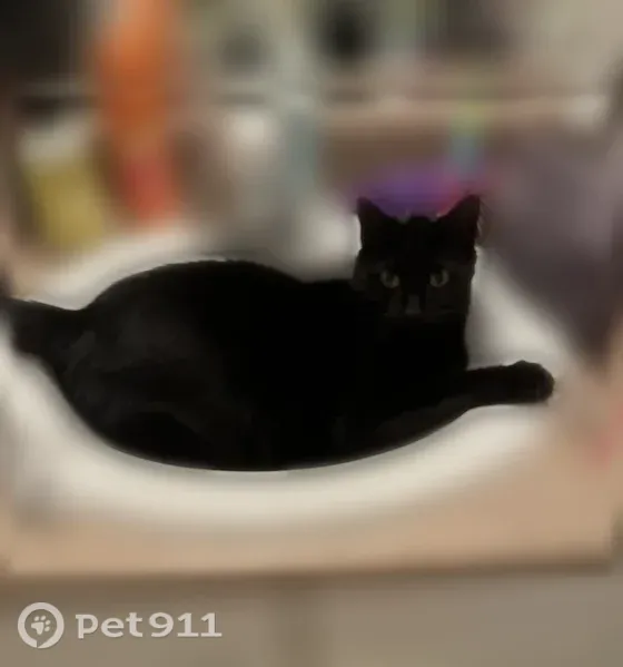 Lost cat, Blackmon Road, 7401, Columbus, Birmingham — fat black male cat - photo