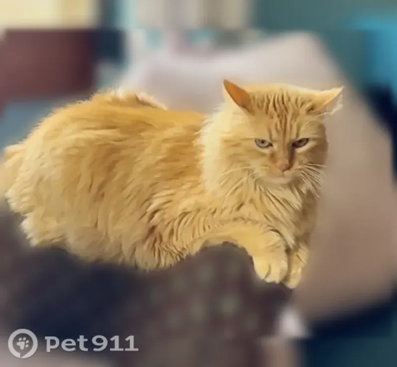 Lost cat, female, North Shartel Avenue, 3307, Oklahoma City — furry orange coat - photo
