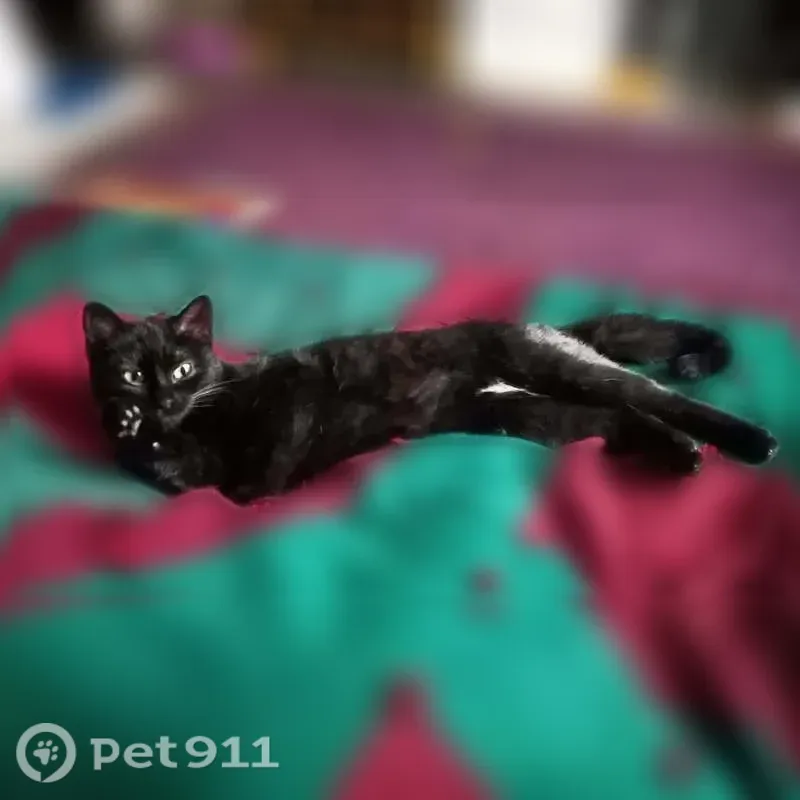 Lost female cat, North 26th Avenue, 411, Minneapolis, St. Paul — skittish around strangers - photo