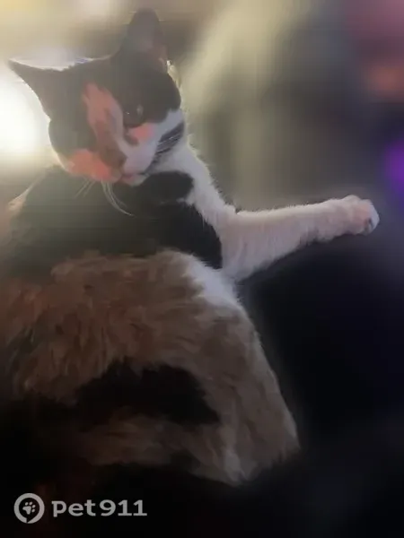 Lost cat, female, Saint Cloud, Minnesota, Sauk Rapids — calico with black, white, and orange patches - photo