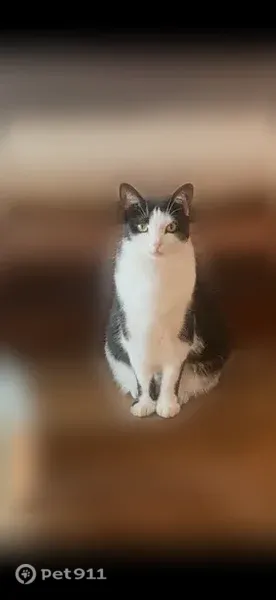 Lost female cat, Bellaire Lane, 4197, Peninsula, Akron — black and white with green eyes - photo