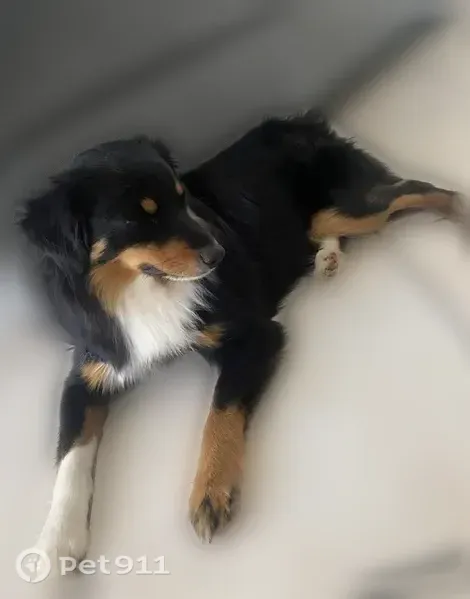 Lost dog, male, Butterfield Trail, 2018, Grand Prairie — friendly and loves playing with other dogs - photo