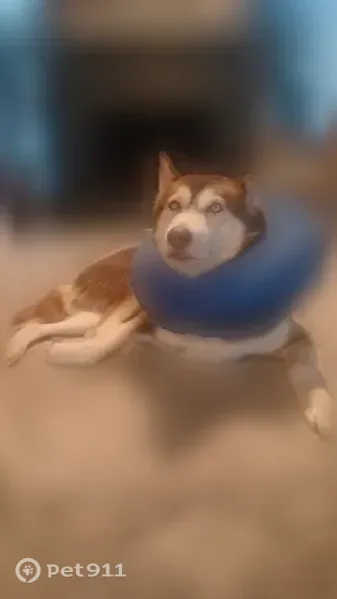 Found female dog, Splendora, Texas, Houston — calm reddish-brown and white husky - photo