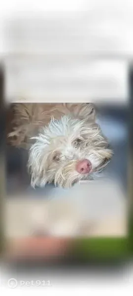 Lost dog, Ackerfield Avenue, 5714, Long Beach — female, reward offered - photo