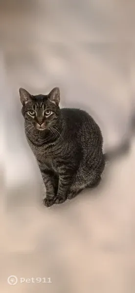 Lost cat, male, Alvina Court, Inver Grove Heights — black-and-gray tabby, 15–16 lbs - photo
