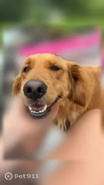 Lost female dog, Bullskin Township, PA, USA, Pittsburgh — golden retriever nursing puppies - photo