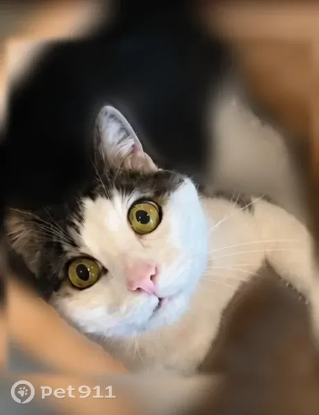Lost cat, male, West Ford Avenue, 8098, Las Vegas — white-tipped tail and white paws - photo