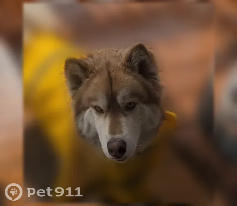 Lost dog, East 116th Street, Chicago — brown and white female husky - photo
