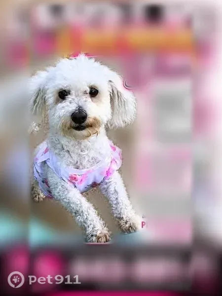 Lost dog, female, North Ellamont Street, 2524, Baltimore — white with pink hair strips - photo