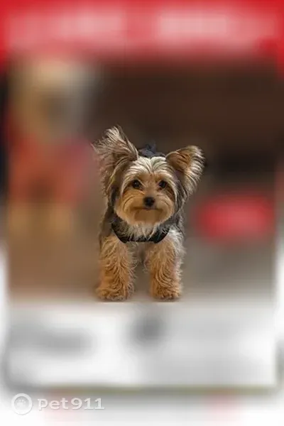 Lost male dog, Chambers Road, Colorado, Denver — friendly behavior - photo