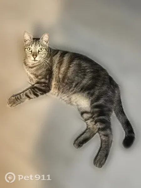 Lost cat, male, Northwest 42nd Place, 18435, Miami Gardens — snipped ear - photo