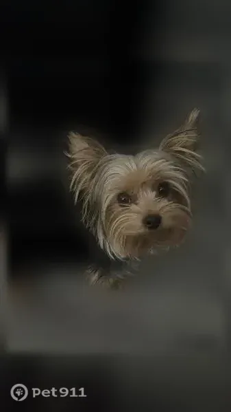 Lost dog, North Crystal Way, Denver — small black-and-brown male dog - photo