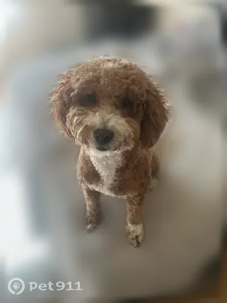 Lost dog, Natalie Rose Drive, 1939, Houston — female with golden fur and white paws - photo