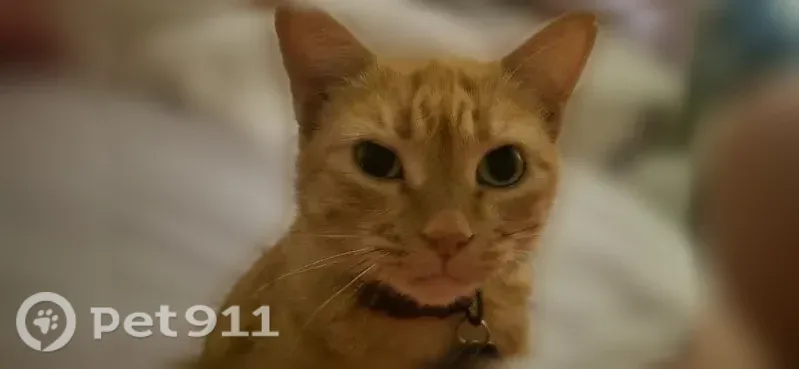 Lost female cat, County Road 2603, 52, Pittsburg — responds to her name and treats - photo