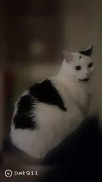Lost cat, East Market Street, 330, New Castle — female, white with black patches - photo
