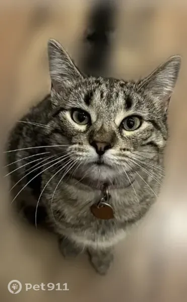 Lost cat, female, Woodmoor Drive, 1355, Monument — petite brown tiger tabby - photo