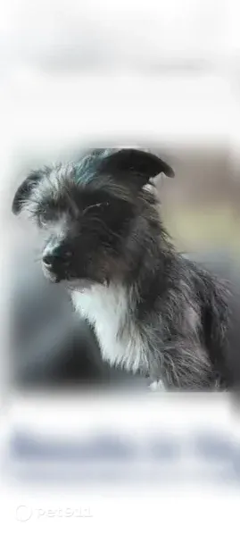 Lost Dog — female, U.S. 12, 19707, Edwardsburg, Edwardsburg — black coat with a white chest - photo