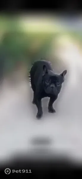 Lost dog, Joplin Avenue, 2212, Richmond — Midnight is an all-black support dog - photo