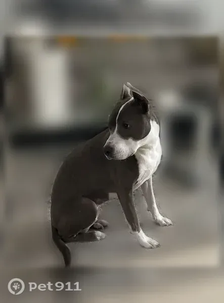 Lost dog, Southwest 140th Avenue, 27921, Homestead, Fort Lauderdale — female pitbull-greyhound mix, 50 lbs - photo