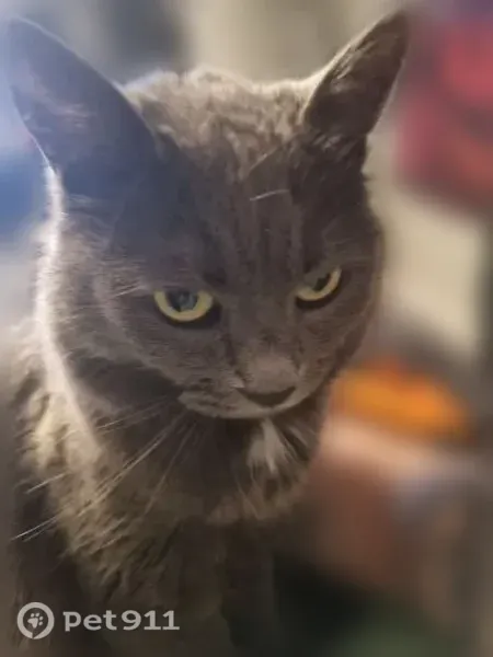 Lost cat, Litewood Lane, 142, Mooresville — female, sweet and indoor-only - photo