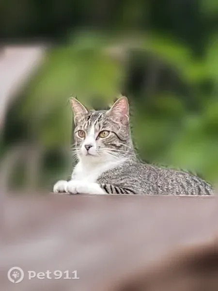 Lost male cat, Southwest 65th Avenue, 6800, South Miami — reflective collar - photo