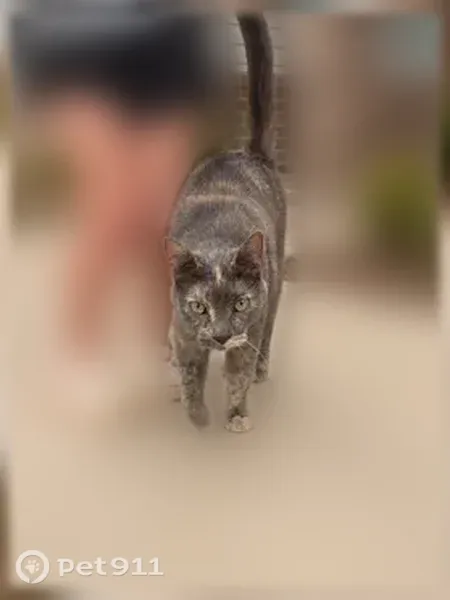 Found cat, Meadows Drive, 1240, Benton — brown spot on head - photo