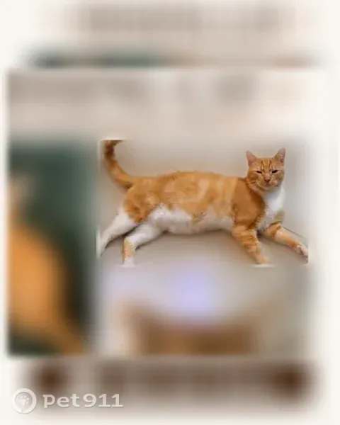 Lost cat, Salt Marsh Circle, West Melbourne — male with an orange coat and white chest - photo
